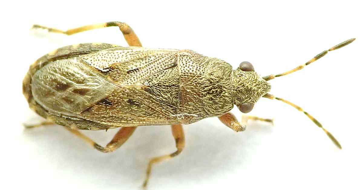 Muurahaiset auttoivat löytämään Suomelle uuden hyönteislajin | Uutisia lyhyesti