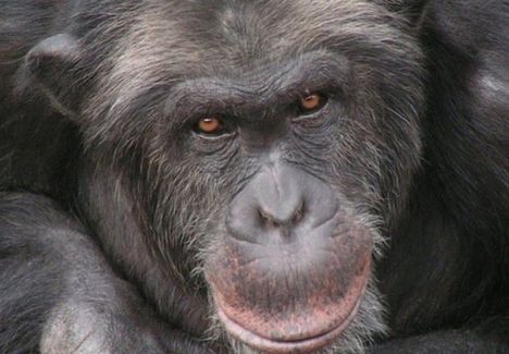 44-vuotias Santino oli yksi ammutuista simpansseista.