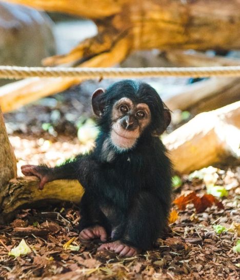 Furuvikin eläintarhassa syntynyt 3-vuotias Torsten-apina ammuttiin kuoliaaksi karkumatkan yhteydessä.