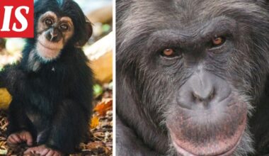 Furuvikin tragediasta selvinneet simpanssit siirretään Skotlantiin