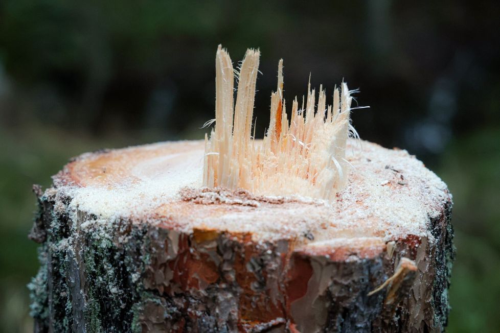 Satakunnan Kansa sai selville uusia tietoja Rauman järjettömän ilkivallan tekijästä. Poliisi epäilee, että kaiken takana on sama kuviin tallentunut henkilö.