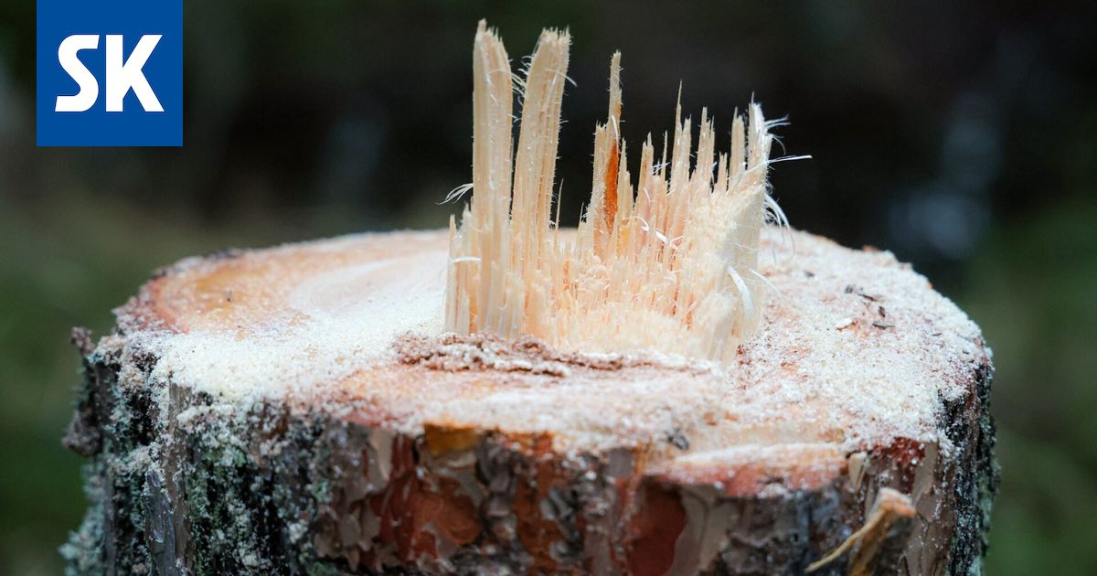 Uutta tietoa Rauman ilkivalta-aallon tekijästä – epäilty tallentui kuviin, poliisi haki talteen mielenkiintoisen löydön