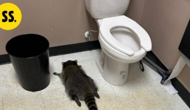 Pesukarhu murtautui viinakauppaan – veti lärvit ja sammui vessaan | Uutissuomalainen