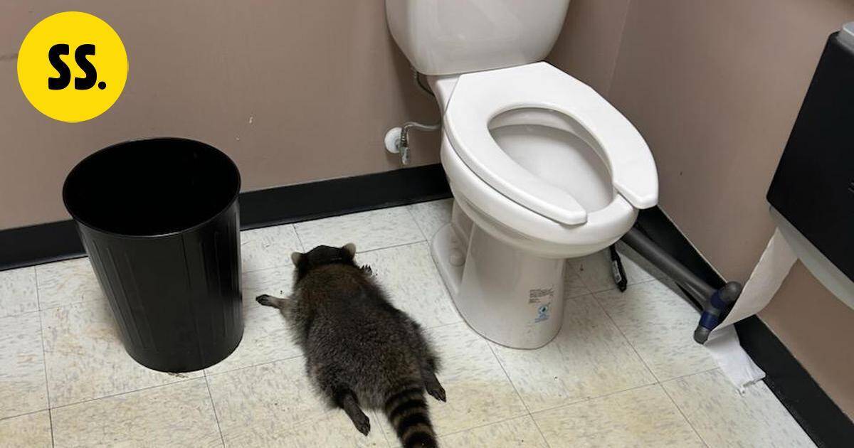 Pesukarhu murtautui viinakauppaan – veti lärvit ja sammui vessaan | Uutissuomalainen