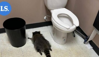 Pesukarhu murtautui viinakauppaan – veti lärvit ja sammui vessaan | Uutissuomalainen