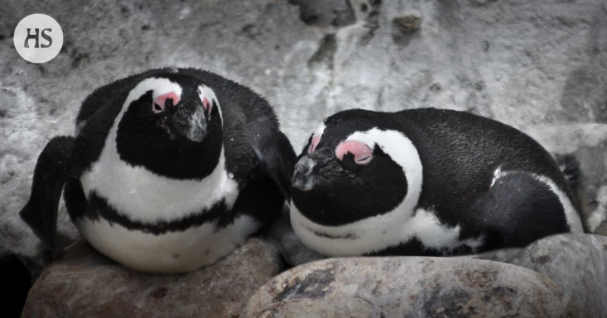Tutkimus: Sardiinikantojen romahdus ajoi äärimmäisen uhanalaiset pingviinit nälkäkuolemaan