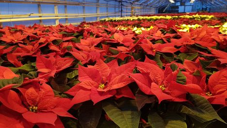 Punainen joulutähti on kestosuosikki.