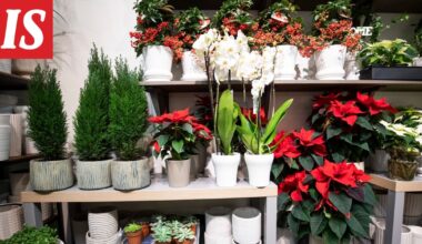 Mikä joulukukka on pitkäikäisin? Asiantuntija vastaa