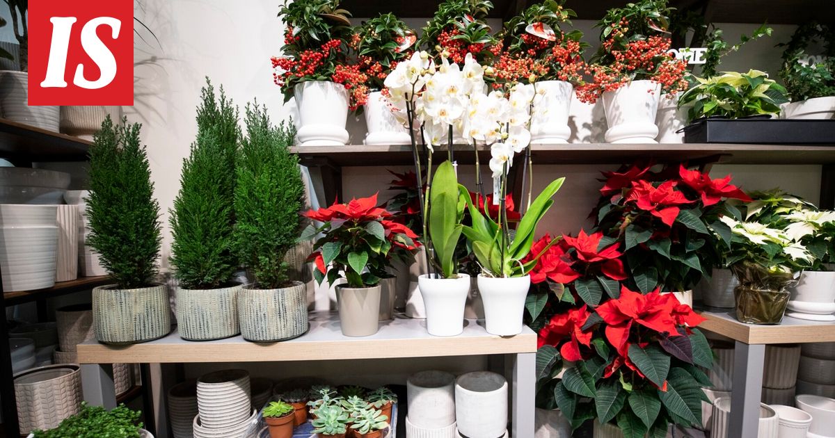 Mikä joulukukka on pitkäikäisin? Asiantuntija vastaa