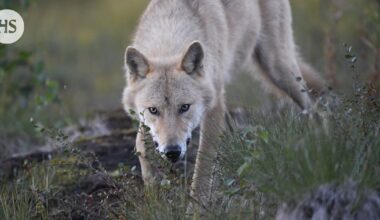 HS:n näkemät sähköpostit paljastavat, miten Metsästäjäliitto lobbasi ministeriötä sudenmetsästyksen aloittamiseksi