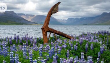 Islanti on pulassa lupiinien kanssa