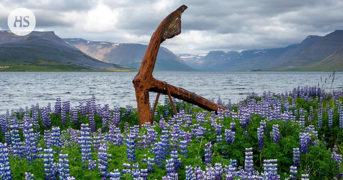 Islanti on pulassa lupiinien kanssa