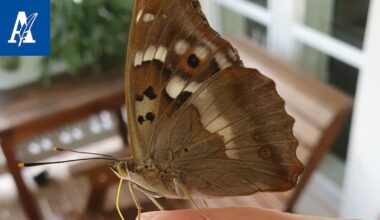 Harvinainen perhonen istui rauhassa paikallaan sormen päässä – Luontotohtori kertoo sille syyn