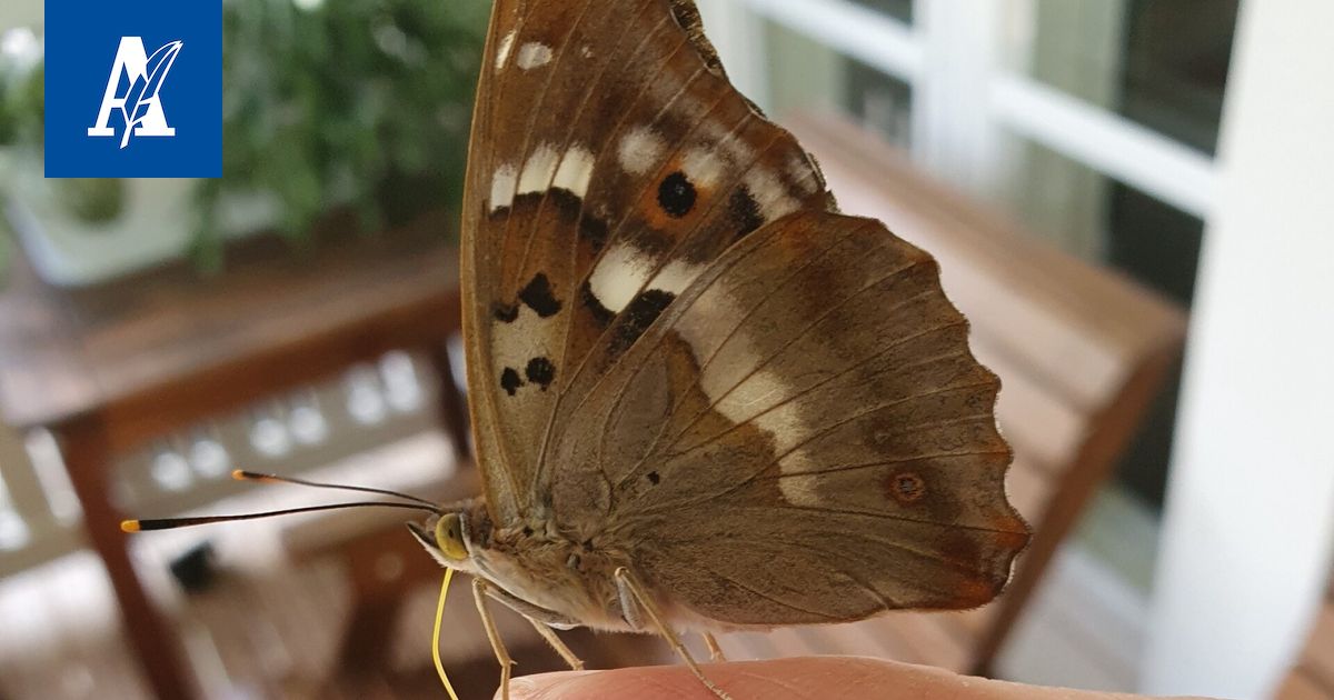 Harvinainen perhonen istui rauhassa paikallaan sormen päässä – Luontotohtori kertoo sille syyn