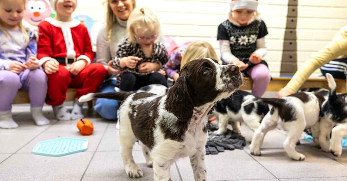 Koira voi pelätä lasta enemmän kuin lapsi koiraa – Pentuliven pennut vierailivat päiväkodissa totuttelemassa lapsiin | Keski-Suomi