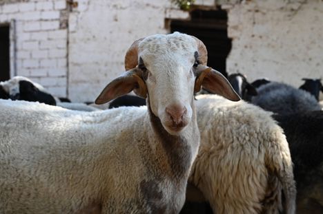 Syksyllä 2024 pelmahtanut virusepidemia on pakottanut lopettamaan yli 400 000 vuohta ja lammasta Kreikassa, kertoo BBC.