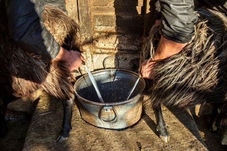 Lampaiden ja vuohien maidon puute vaikuttaa vakavasti Kreikan kykyyn tuottaa yhtä tärkeimmistä vientiruoistaan.