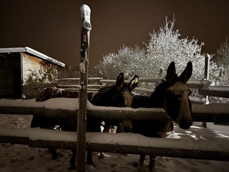 Hedda, 6, ja Lea, 11, viihtyvät ulkona myös pakkassäällä.