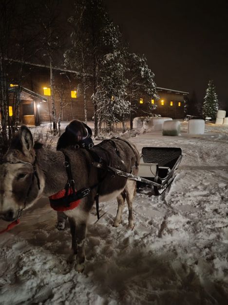 Aurora Donkey Tours tarjoaa aasien rekiretkiä. Lyhyempi rekiajelu maksaa 70 euroa ja pidempi rekiretki 120 euroa aikuiselta.
