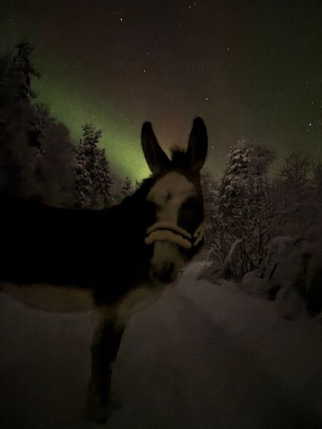 Pinja Kurvinen on viettänyt nuoruutensa aasien kanssa. Aasit tulivat Kurvisen perheeseen, kun hän oli 10-vuotias.