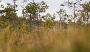 Hallitus vaatii muutoksia EU:n ennallistamisasetukseen – kustannusarvio Suomelle jopa 700 miljoonaa euroa vuodessa