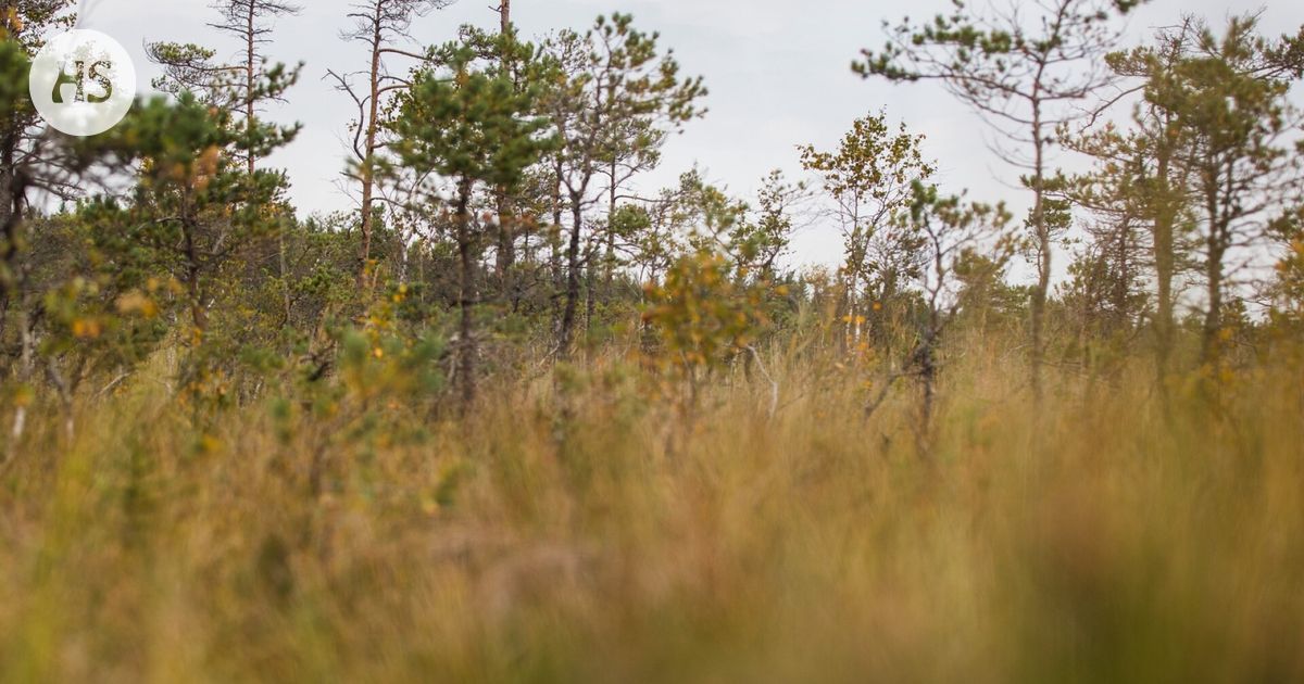 Hallitus vaatii muutoksia EU:n ennallistamisasetukseen – kustannusarvio Suomelle jopa 700 miljoonaa euroa vuodessa