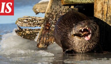 Hallituksen metsästysluonnokseen ui paha virhe – saukko! - Ilta-Sanomat