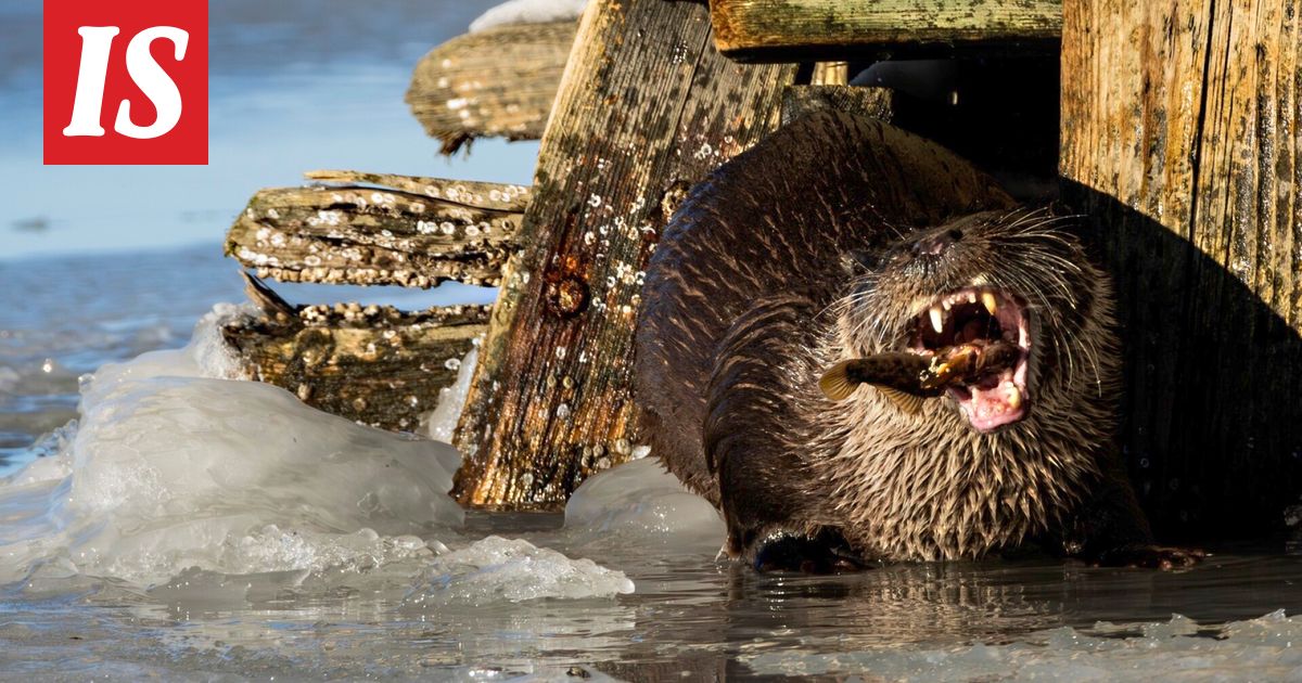 Hallituksen metsästysluonnokseen ui paha virhe – saukko! - Ilta-Sanomat