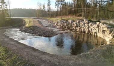 Vaelluskalojen nousuesteitä poistettu Espoossa - Metsä
