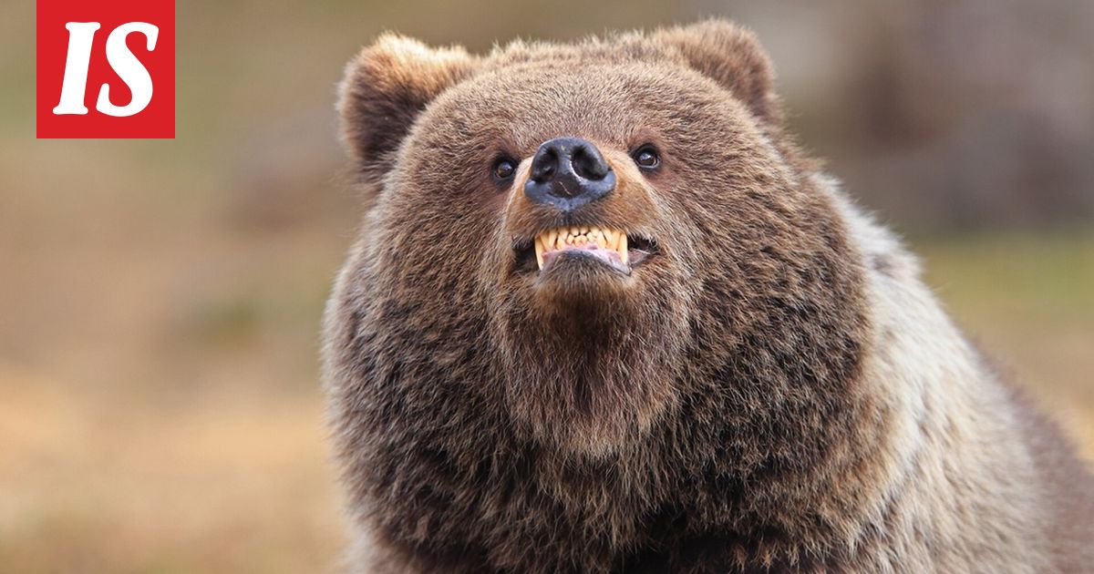 Valtteri Mulkahainen kisaa jälleen vuoden hauskimmasta luontokuvasta