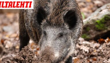 Poliisilta varoitus Vihtiin – Älä lähesty tätä eläintä