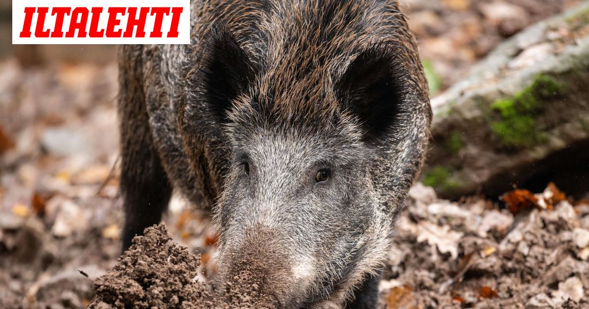 Poliisilta varoitus Vihtiin – Älä lähesty tätä eläintä