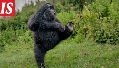 Hassujen luontokuvien kilpailu ratkesi - Ilta-Sanomat