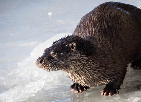 Saukko on ollut Suomessa sukupuuton partaalla pariin otteeseen. Saukkokanta on elpynyt sen jälkeen, kun laji rauhoitettiin viimeksi vuonna 1974.