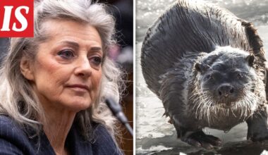 Valiokunta haluaa helpottaa saukon metsästystä – tästä hämmentävässä saagassa on kyse