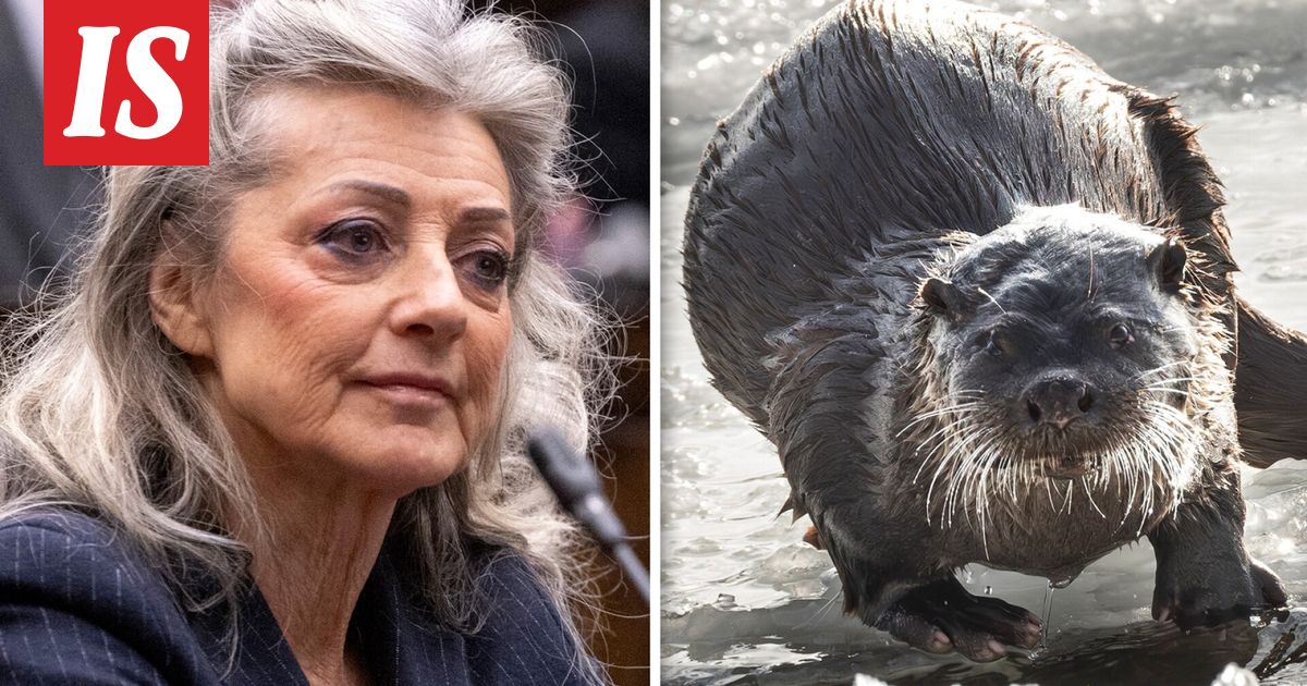 Valiokunta haluaa helpottaa saukon metsästystä – tästä hämmentävässä saagassa on kyse