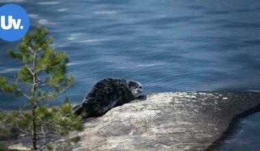 Saimaannorppaa ehdotetaan Etelä-Karjalan maakuntaeläimeksi | Paikalliset