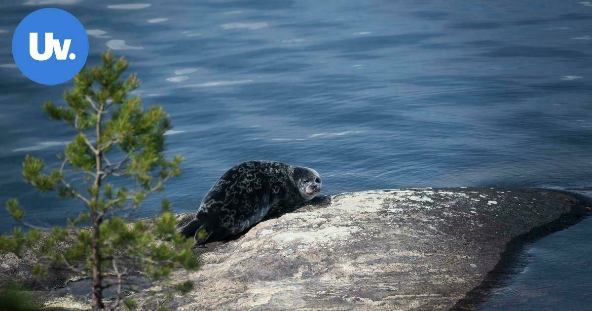 Saimaannorppaa ehdotetaan Etelä-Karjalan maakuntaeläimeksi | Paikalliset