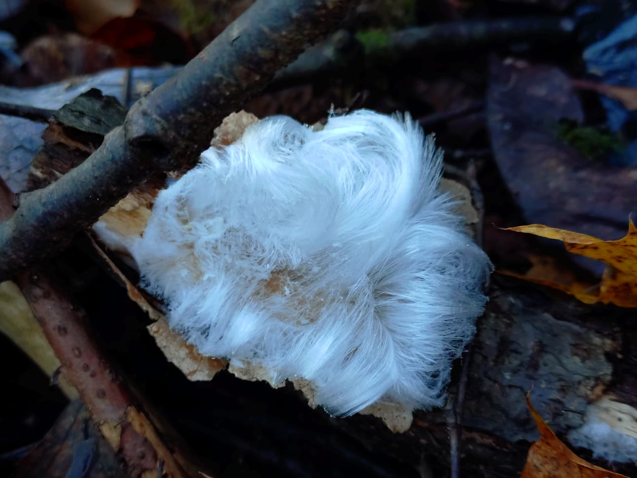 Tyyni pikkupakkanen voi saada lehtipuun kasvattamaan hiuksia. Hauraat hiukset murtuvat helposti tuulessa. Kuvan hiusjää on kuvattu puron rannalla Oulun Hupisaarilla marraskuun puolivälissä.