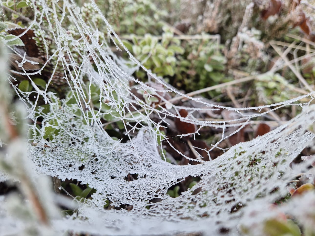 Hämähäkinseittiin on muodostunut talven ensimmäisillä pakkasilla monia pikkiriikkisiä jäähelmiä.