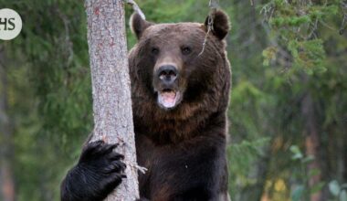 Virkamiehet vastustavat karhun ja ilveksen metsästyksen laajennusta: "Hyvin kyseenalaista"