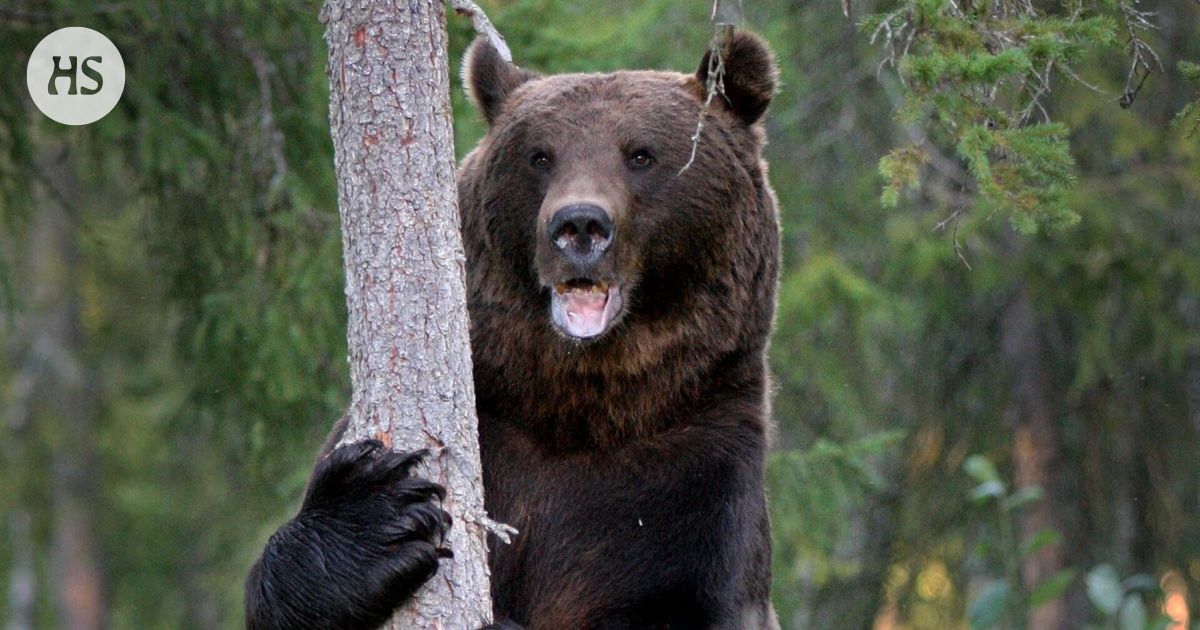 Virkamiehet vastustavat karhun ja ilveksen metsästyksen laajennusta: "Hyvin kyseenalaista"