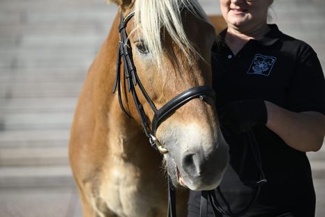 Suomenhevoset saivat myös osansa eduskunnan joululahjarahoista.