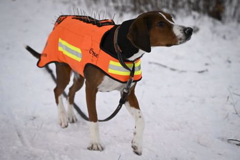 Metsästäjäliitto saa joululahjarahoista 50 000 euroa koirien susiliivien käytön edistämiseen.