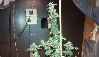 Keiteleen huumevyyhti ulottuu Vantaalle – poliisi löysi kolmannen kannabis­kasvattamon | Kotimaa