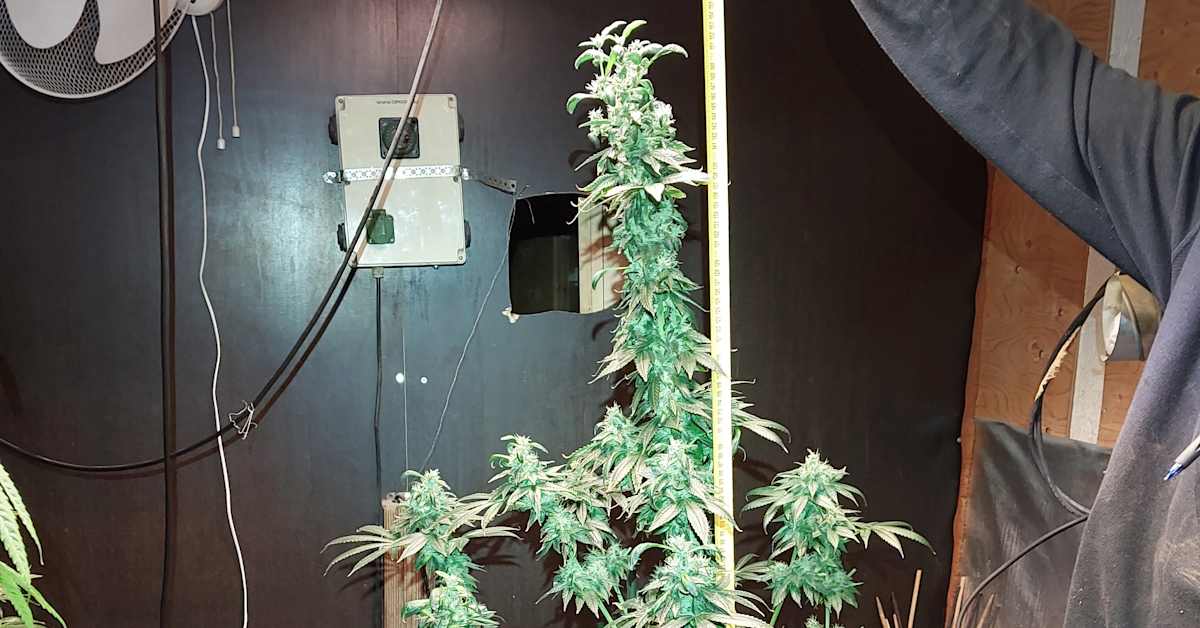 Keiteleen huumevyyhti ulottuu Vantaalle – poliisi löysi kolmannen kannabis­kasvattamon | Kotimaa