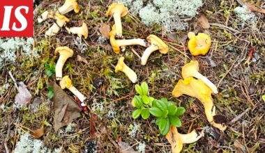 Säteilyturvakeskus kiittää sienestäjiä - Ilta-Sanomat