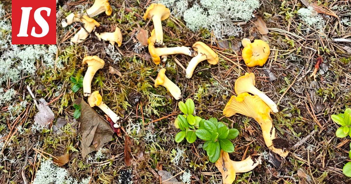 Säteilyturvakeskus kiittää sienestäjiä - Ilta-Sanomat