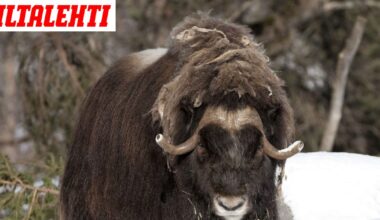 Maxim-myskihärkä on kuollut