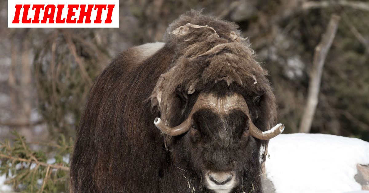 Maxim-myskihärkä on kuollut